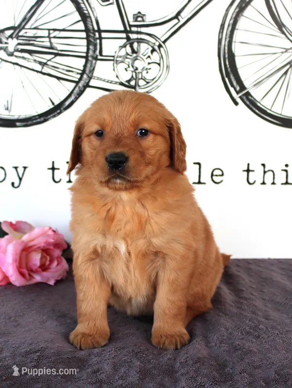 Jenny – Golden Retriever puppy for sale in Millersburg, OH