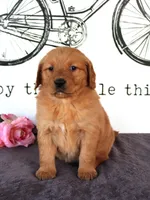 Jenny, a female Golden Retriever for sale in Millersburg, OH – Photo 2 of 4