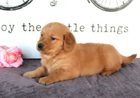 Jenny, a female Golden Retriever for sale in Millersburg, OH – Photo 4 of 4