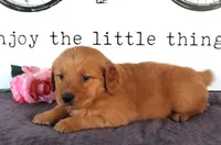 Jenny, a female Golden Retriever for sale in Millersburg, OH – Photo 3 of 4