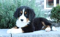 Amber, a female Bernese Mountain Dog for sale in Millersburg, OH – 4 of 4