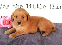 Skylar, a female Golden Retriever for sale in Millersburg, OH – Photo 2 of 4