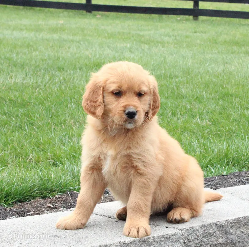 Skylar – Golden Retriever puppy for sale in Millersburg, OH