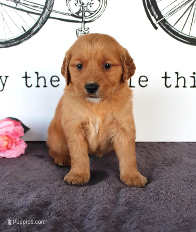 Skylar – Golden Retriever puppy for sale in Millersburg, OH