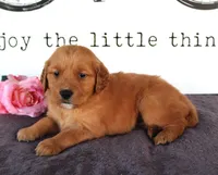 Skylar, a female Golden Retriever for sale in Millersburg, OH – Photo 4 of 4