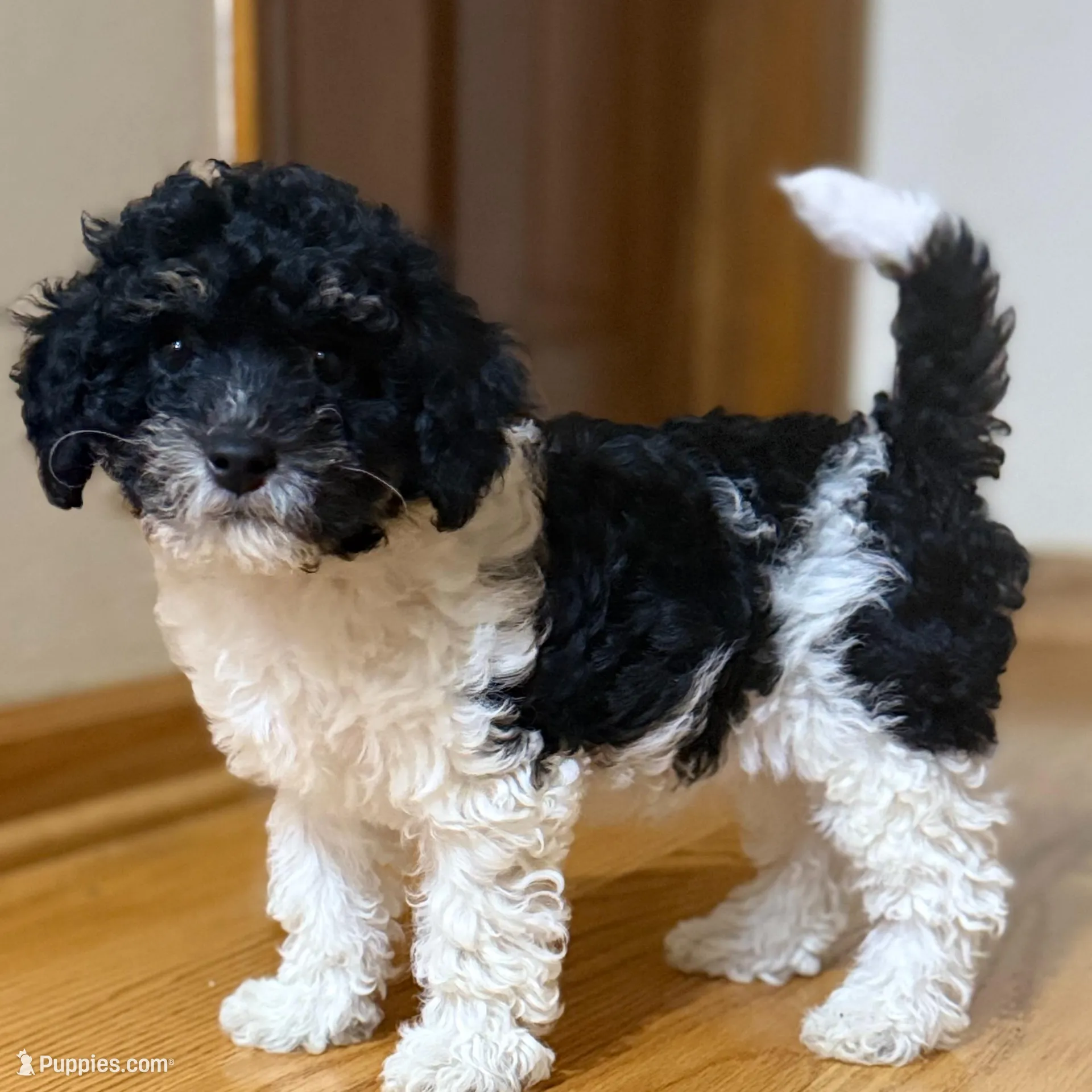 Stormy – Poodle - Toy  puppy for sale in Elgin, IL
