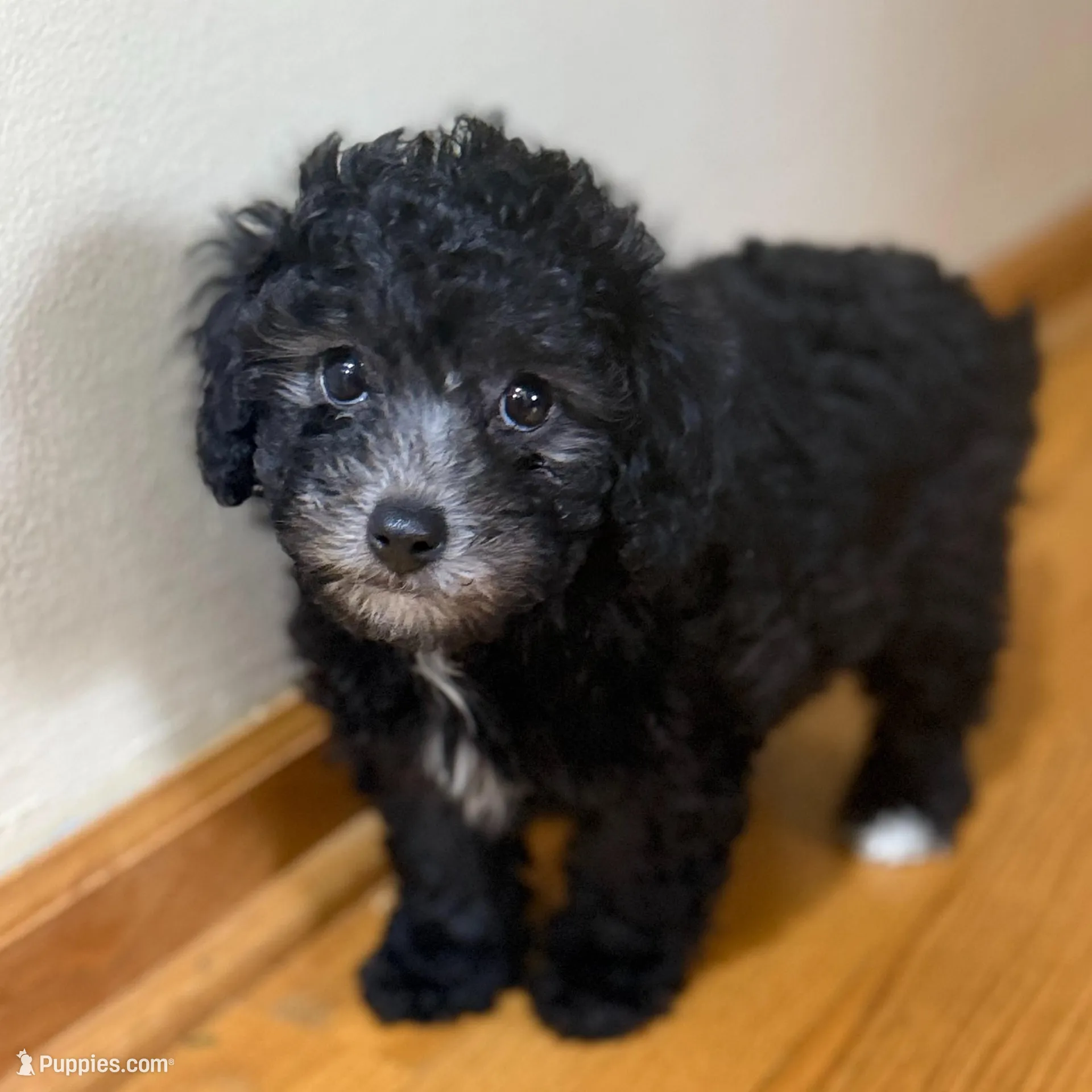 Eclipse – Poodle - Toy  puppy for sale in Elgin, IL