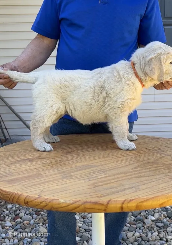 Honey – Golden Retriever puppy for sale in Knox, IN