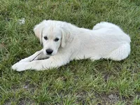 Champ, a male Golden Retriever for sale in Knox, IN – 2 of 2