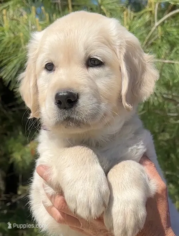 Champ – Golden Retriever puppy for sale in Knox, IN