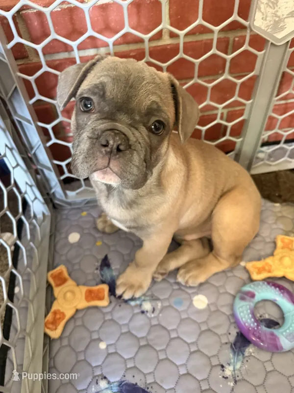 Fawn – French Bulldog puppy for sale in Mcminnville, OR