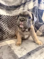 Fawn Sable, a male French Bulldog for sale in Mcminnville, OR – 2 of 6