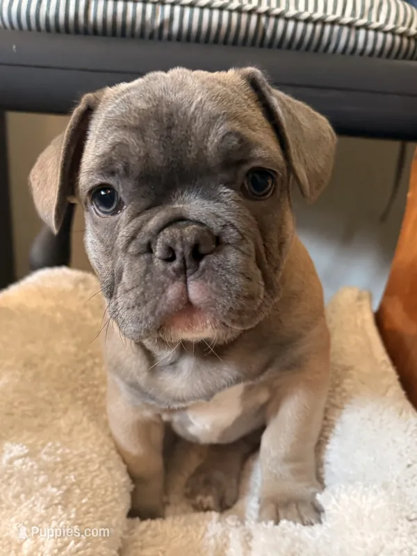 Fawn – French Bulldog puppy for sale in Mcminnville, OR