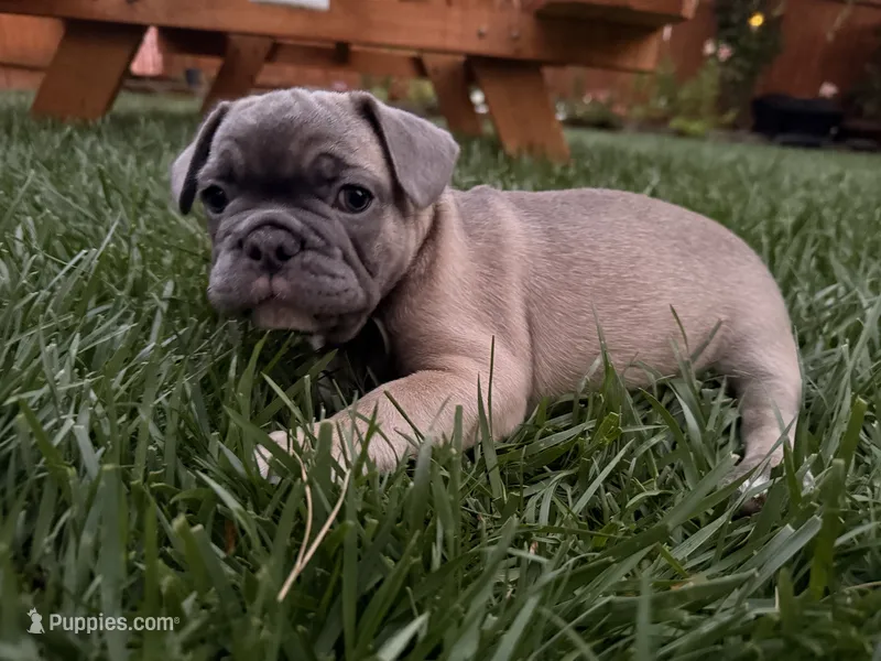 Fawn – French Bulldog puppy for sale in Mcminnville, OR
