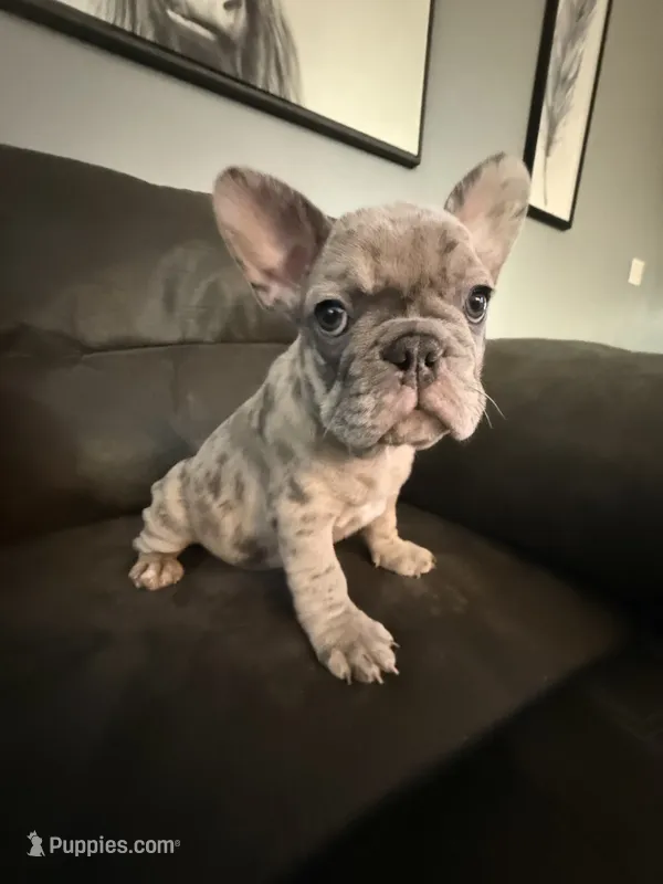Lilac Merle – French Bulldog puppy for sale in Mcminnville, OR