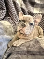 Lilac Merle, a male French Bulldog for sale in Mcminnville, OR – 2 of 7