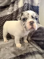 Blue Merle Pibald, a male French Bulldog for sale in Mcminnville, OR – 2 of 6