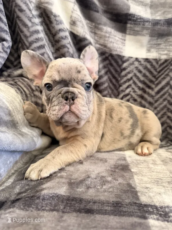 Lilac Merle – French Bulldog puppy for sale in Mcminnville, OR