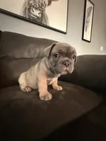 Fawn, a male French Bulldog for sale in Mcminnville, OR – 2 of 2