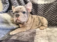 Lilac Merle, a male French Bulldog for sale in Mcminnville, OR – 3 of 7