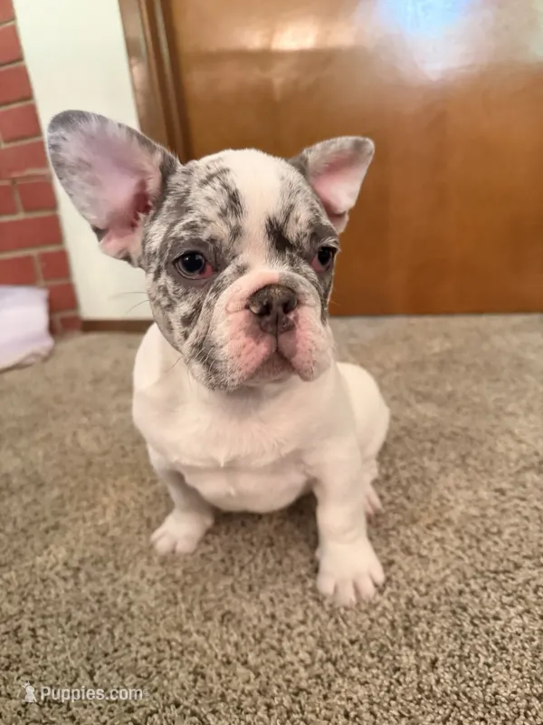Blue Merle Pibald – French Bulldog puppy for sale in Mcminnville, OR