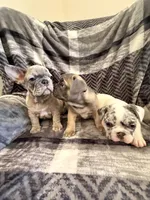 Blue Merle Pibald, a male French Bulldog for sale in Mcminnville, OR – 3 of 6