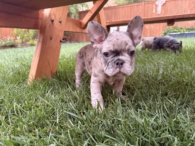 Lilac Merle – French Bulldog puppy for sale in Mcminnville, OR