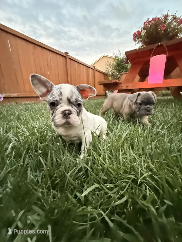 Blue Merle Pibald – French Bulldog puppy for sale in Mcminnville, OR