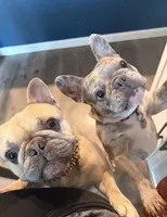 Lilac Merle, a male French Bulldog for sale in Mcminnville, OR – 6 of 7