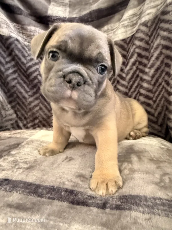 Fawn Sable – French Bulldog puppy for sale in Mcminnville, OR