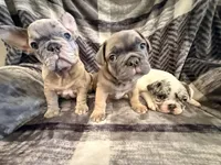 Blue Merle Pibald, a male French Bulldog for sale in Mcminnville, OR – 4 of 6