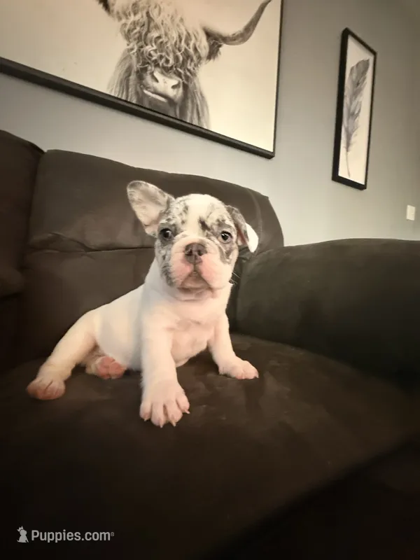 Blue Merle Pibald – French Bulldog puppy for sale in Mcminnville, OR