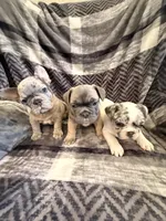 Lilac Merle, a male French Bulldog for sale in Mcminnville, OR – 4 of 7