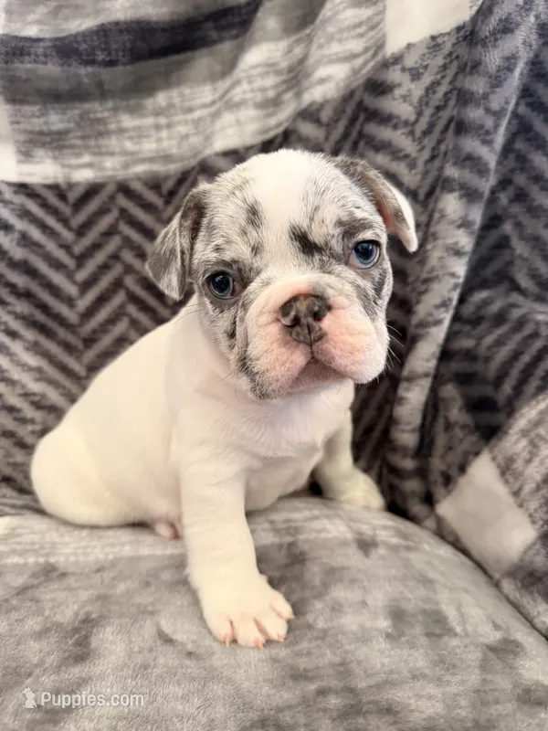 Blue Merle Pibald – French Bulldog puppy for sale in Mcminnville, OR