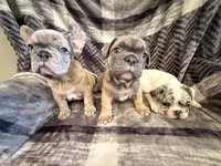 Lilac Merle, a male French Bulldog for sale in Mcminnville, OR – 5 of 7