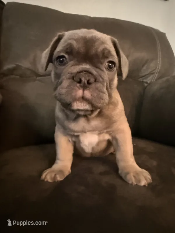 Fawn – French Bulldog puppy for sale in Mcminnville, OR