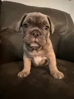 Fawn, a male French Bulldog for sale in Mcminnville, OR – 1 of 2