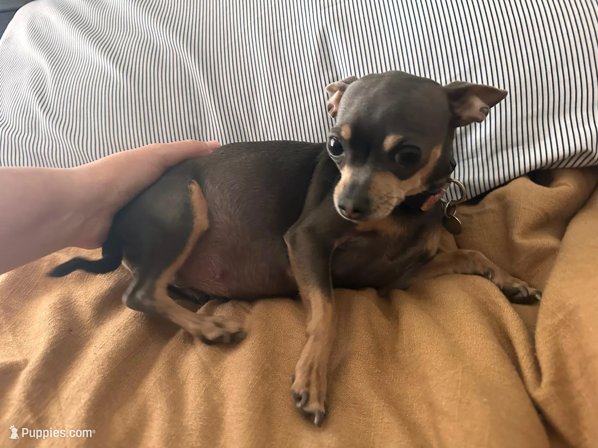 Rubble, a male Chihuahua for sale in Deltona, FL – Photo 7 of 8