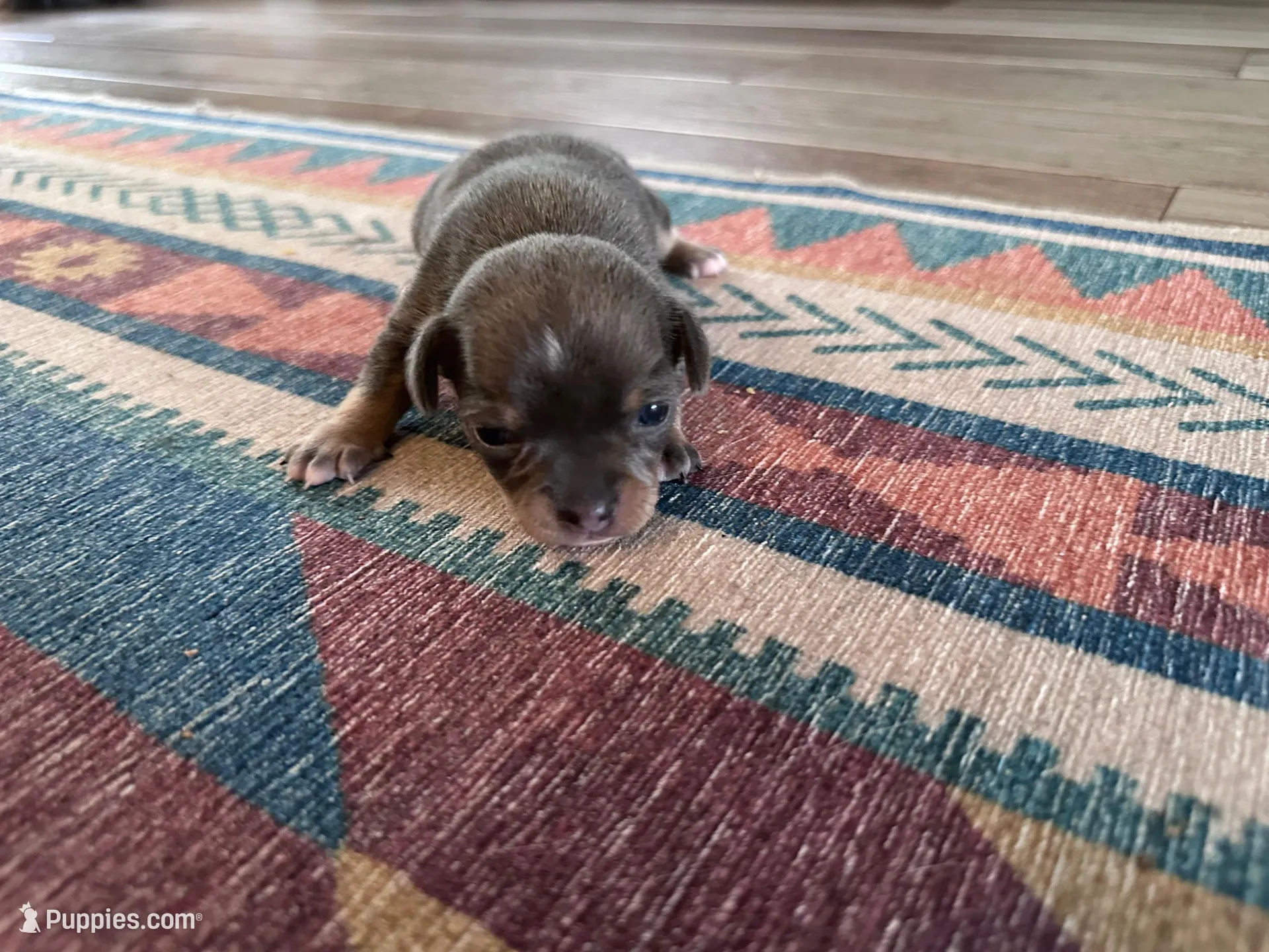 Rubble, a male Chihuahua for sale in Deltona, FL – Photo 2 of 8