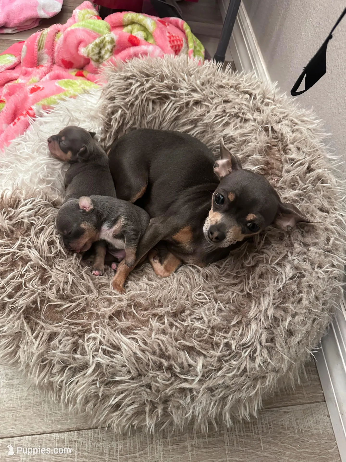 Rubble, a male Chihuahua for sale in Deltona, FL – Photo 5 of 8