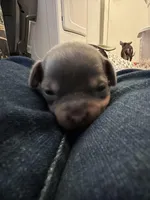 Rocky, a male Chihuahua for sale in Deltona, FL – Photo 3 of 9