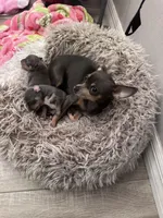 Rocky, a male Chihuahua for sale in Deltona, FL – Photo 7 of 9