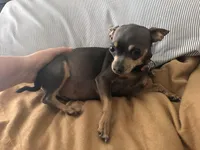 Rocky, a male Chihuahua for sale in Deltona, FL – Photo 8 of 9