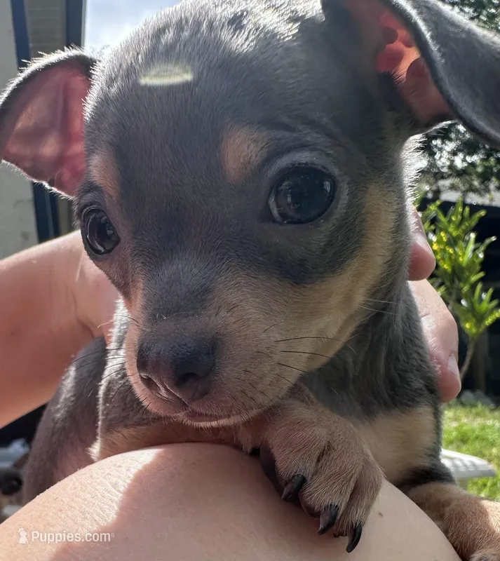 Rocky – Chihuahua puppy for sale in Deltona, FL