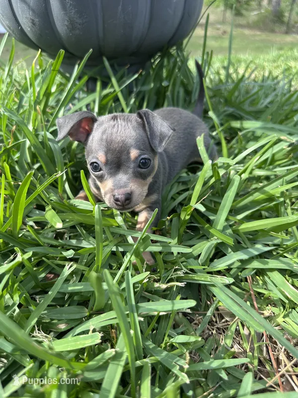 Rocky – Chihuahua puppy for sale in Deltona, FL