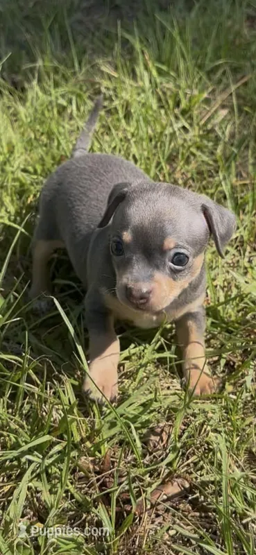 Rocky – Chihuahua puppy for sale in Deltona, FL