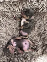 Rocky, a male Chihuahua for sale in Deltona, FL – Photo 6 of 9