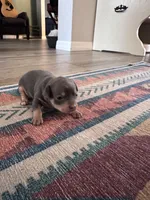 Rocky, a male Chihuahua for sale in Deltona, FL – Photo 4 of 9