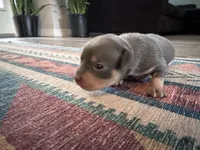 Rocky, a male Chihuahua for sale in Deltona, FL – Photo 5 of 9