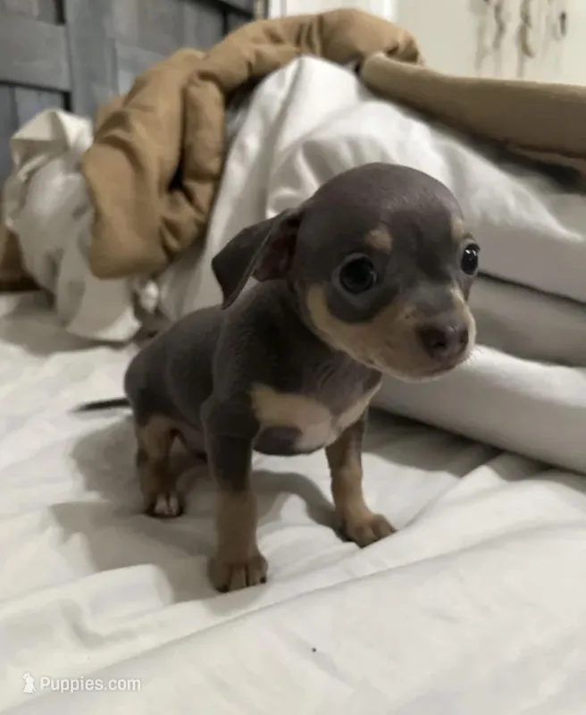 Rocky – Chihuahua puppy for sale in Deltona, FL